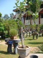 Bonsai Calotropis Procera