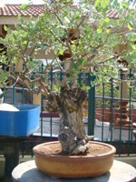 Bonsai Tree Gliricidia Sepium