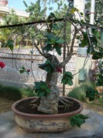 Bonsai Hibiscus Tree
