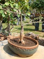 Bonsai Tree Prospisspecigera